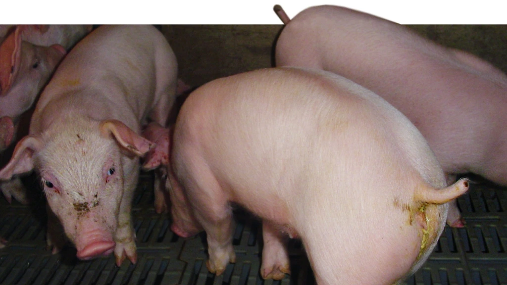 Cách trị heo tiêu chảy