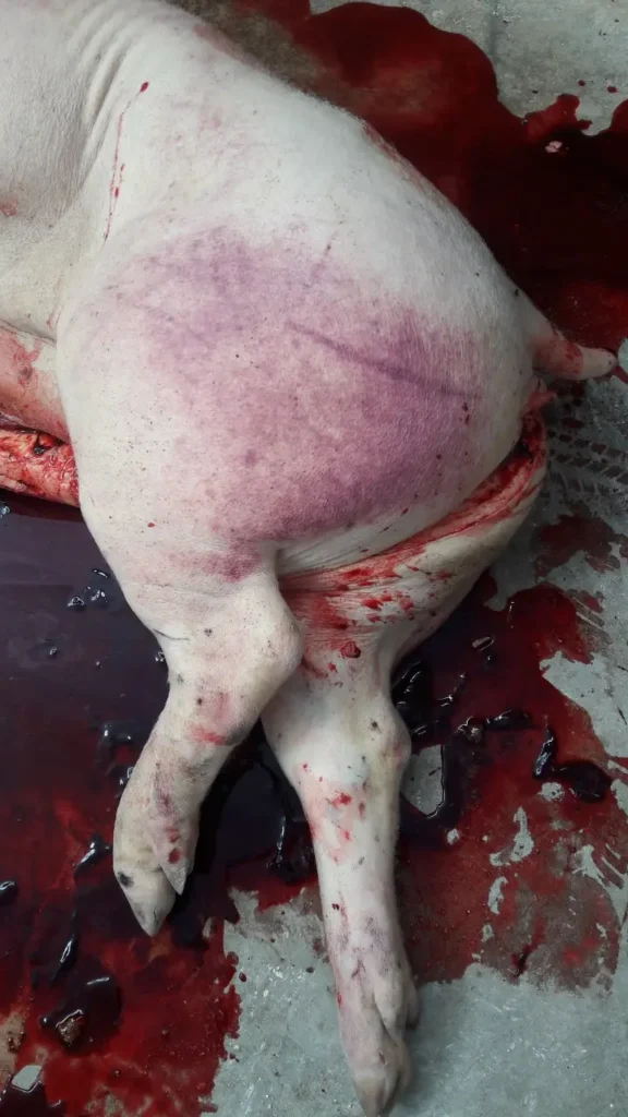 Dịch tả lợn châu Phi sống trong máu được 70 ngày đến 6 năm