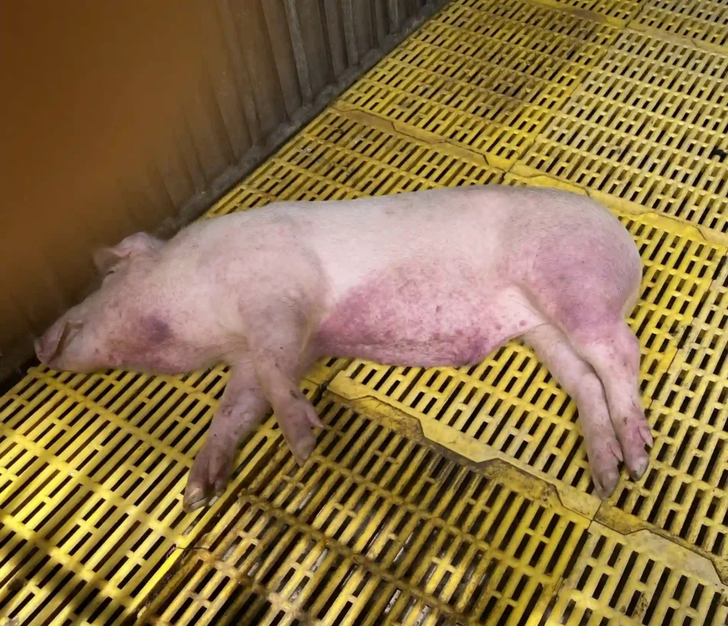 Dịch tả lợn châu Phi sống trong môi trường được bảo lâu