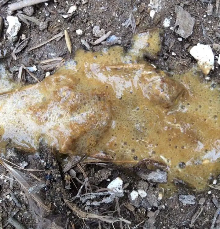 Gà bị ecoli đường ruột phân có bọt khí