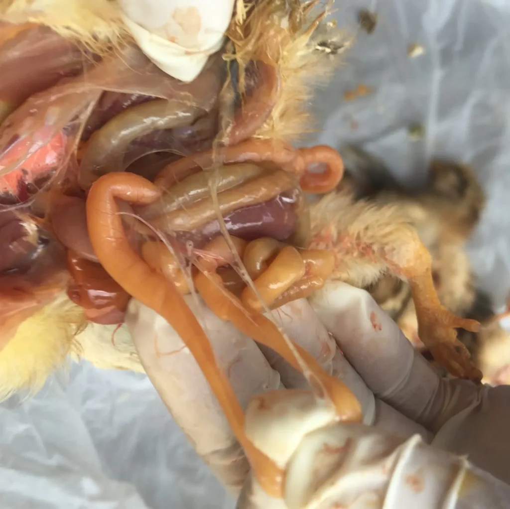 Gà bị Ecoli kéo màng bạn đầu có bọt khí ở màng treo ruột