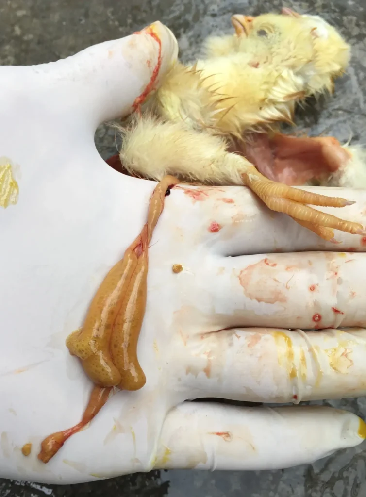 Gà bị E.coi khô chân manh tràng chứa nhiều bọt khí
