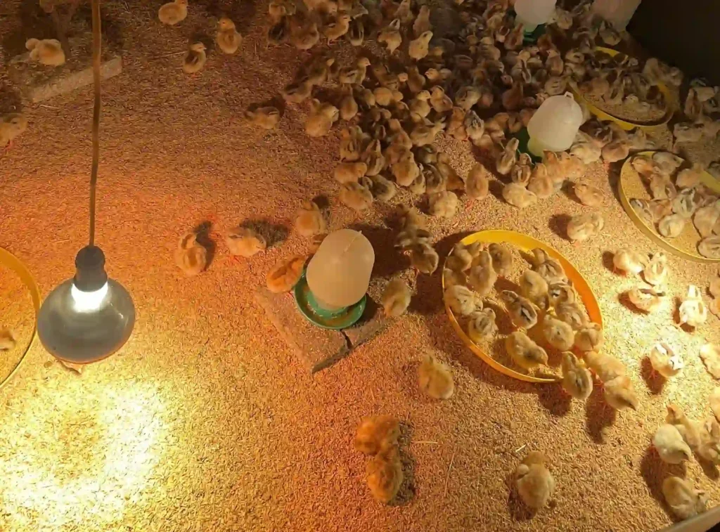 Gà con kêu nhiều là bệnh gì