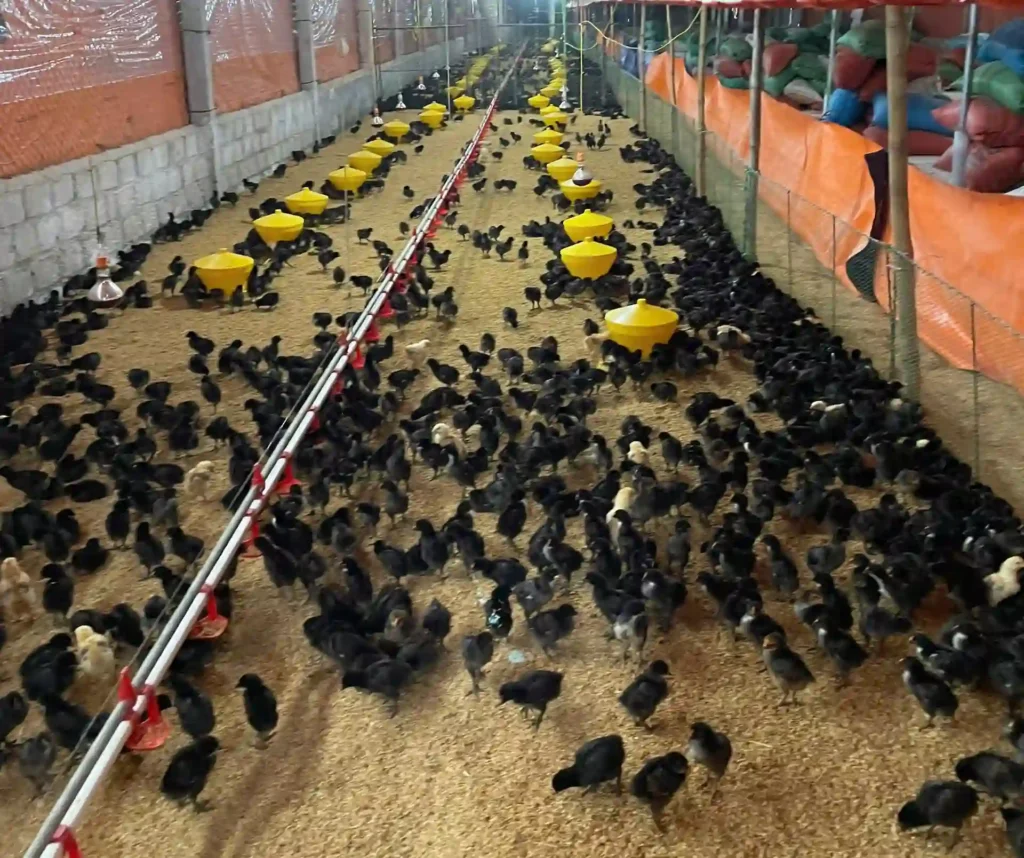 Gà đủ nhiệt tản đều