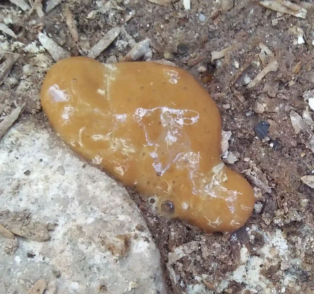 Gà ỉa phân sáp màu vàng