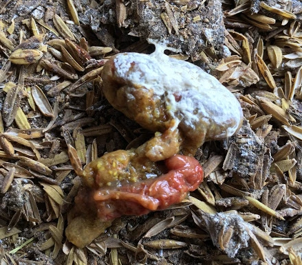 Gả ỉa phân sống