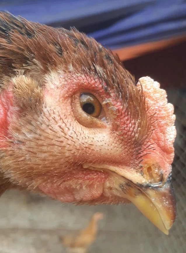 Gà khò khè sổ mũi trị thuốc gì