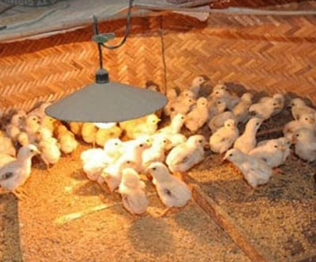 Gà lạnh tụm lại dưới bóng đèn và kêu nhiều