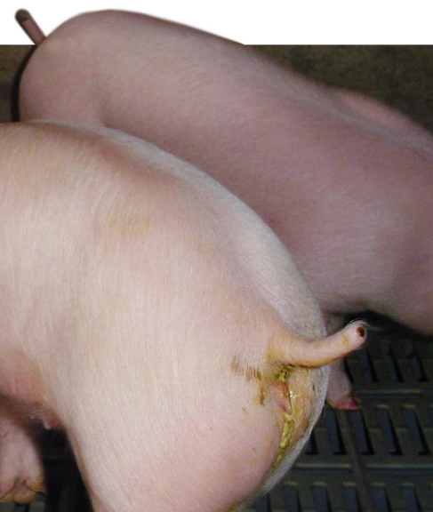 Heo bị tiêu chảy nên cho ăn gì