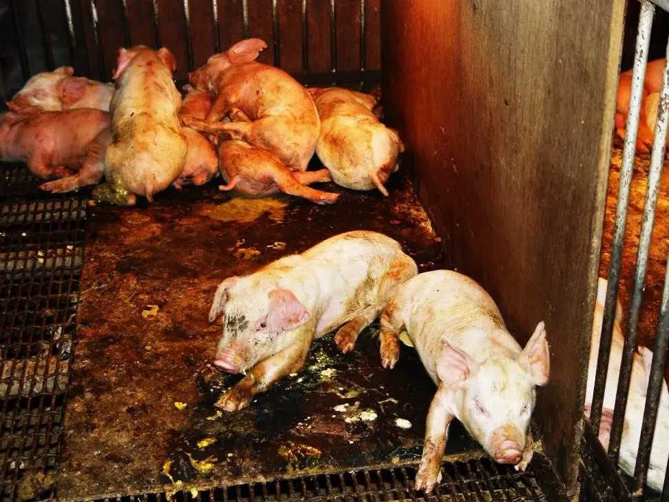 Heo con bị nôn và tiêu chảy