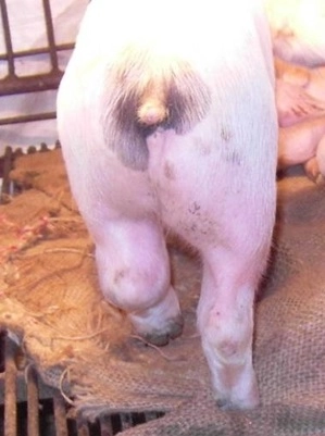 Lợn bị sưng khớp chân sau
