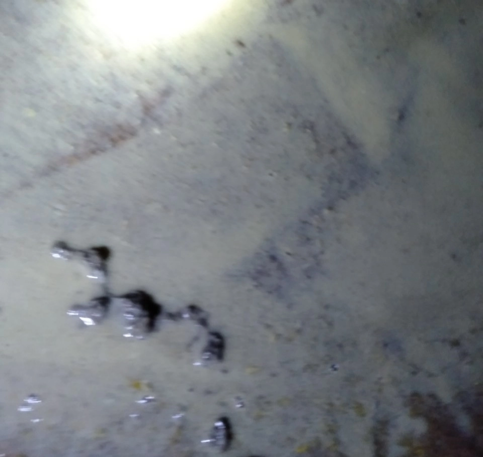 Phân lợn tiêu chảy hàng loạt do loạn khuẩn