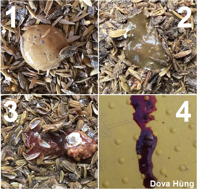 Phân gà bị cầu trùng