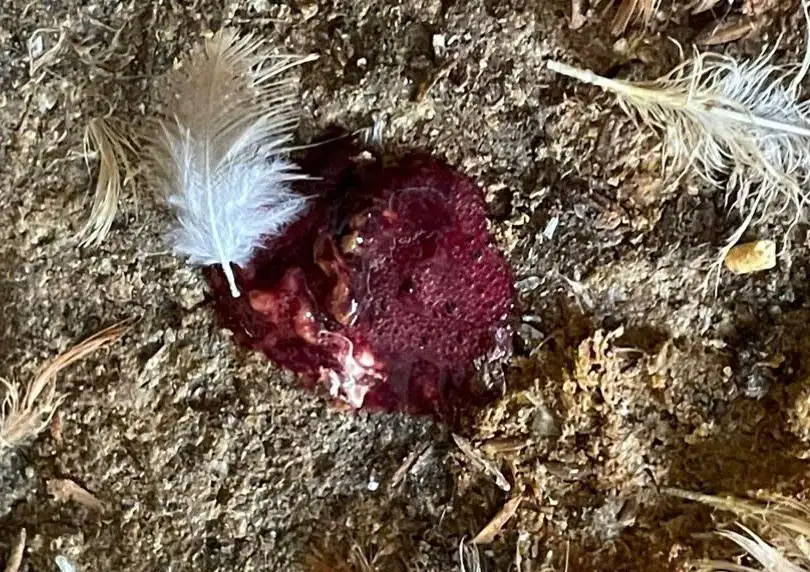 Phân gà bị cầu trùng