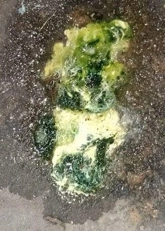 Phân gà bị new có màu xanh đậm