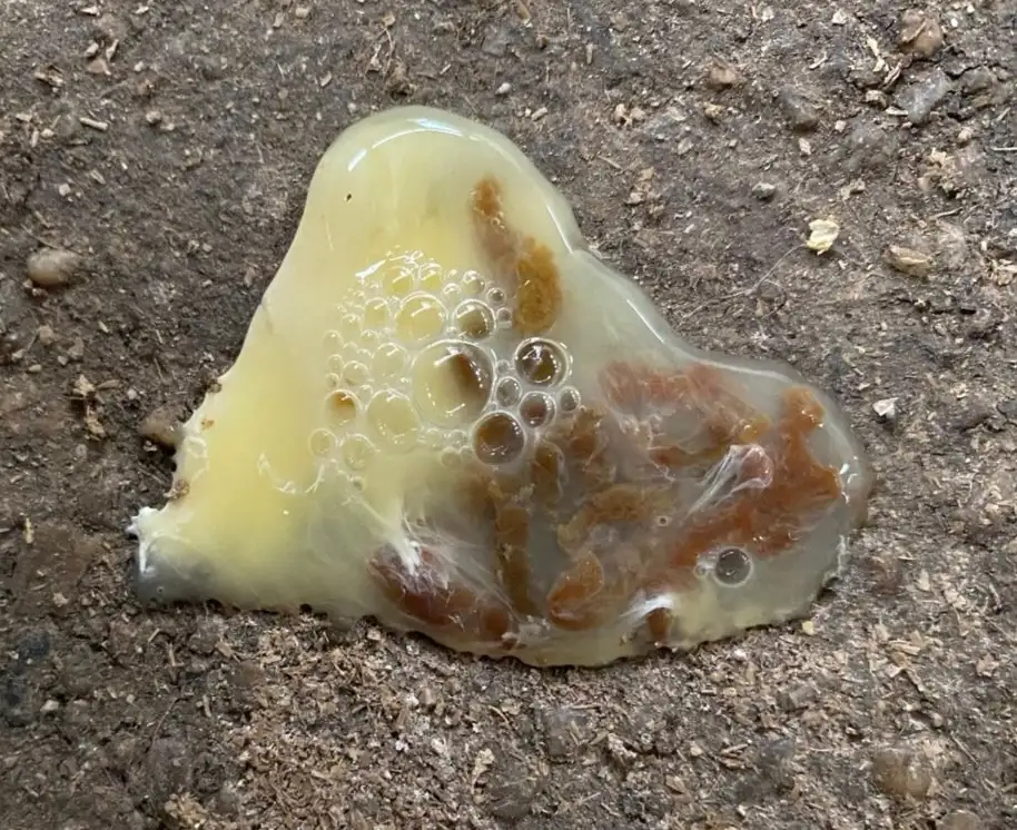 Phân gà bị thương hàn