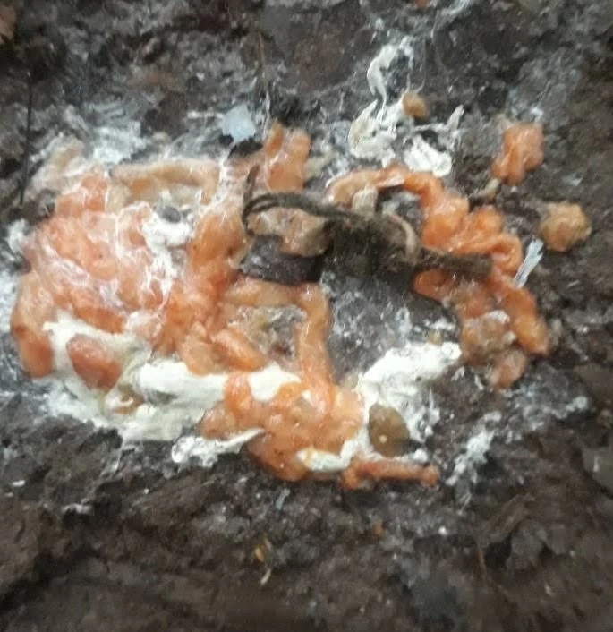 Phân gà bị viêm ruột hoại tử