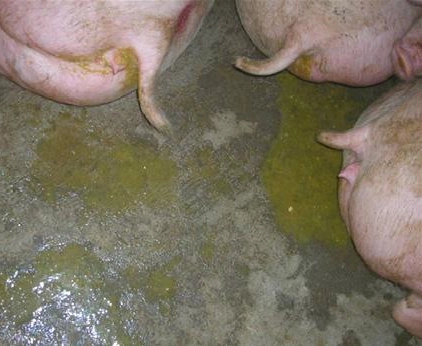 Phân lợn tiêu chảy do phó thương hàng có mầu vàng