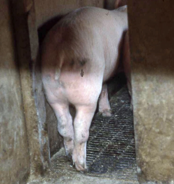 Streptococcus suis lợn bị sưng khớp chân sau