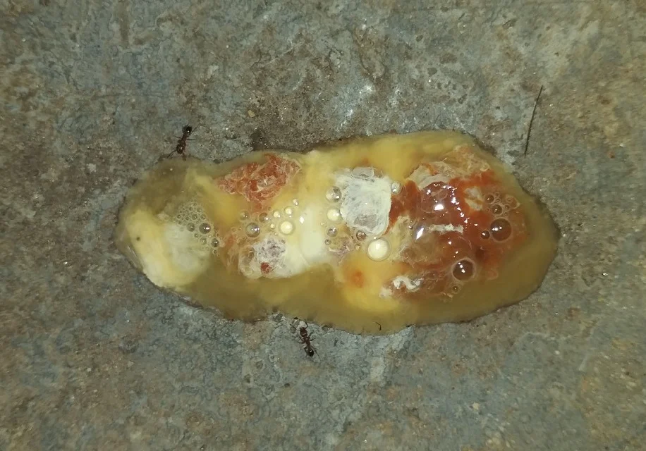 Thuốc đặc trị đường ruột cho gà