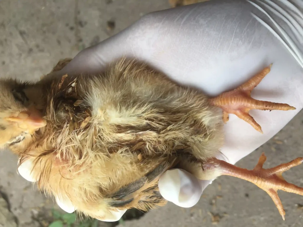 thuốc đặc trị khô chân teo lườn ở gà