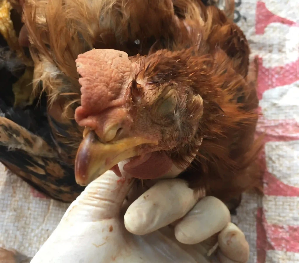 Thuốc đặc trị ký sinh trùng đường máu ở gà