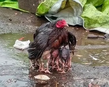 Thuốc phòng bệnh cho gà mùa mưa