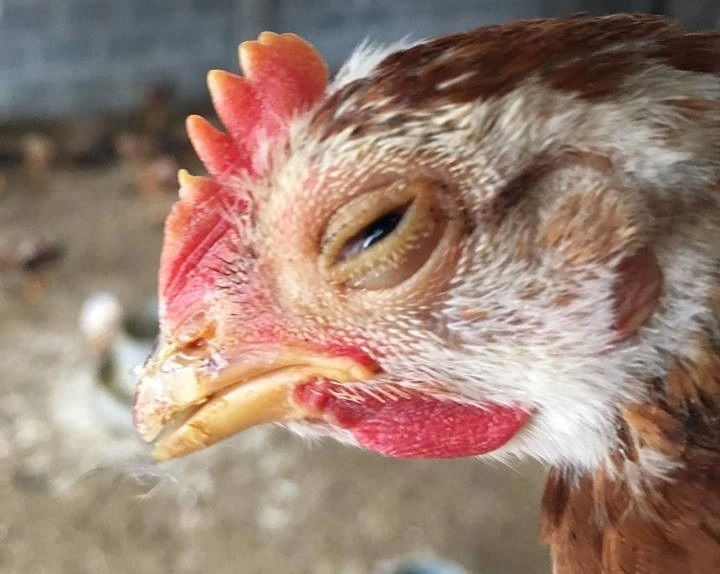 Thuốc tây trị gà khò khè sổ mũi