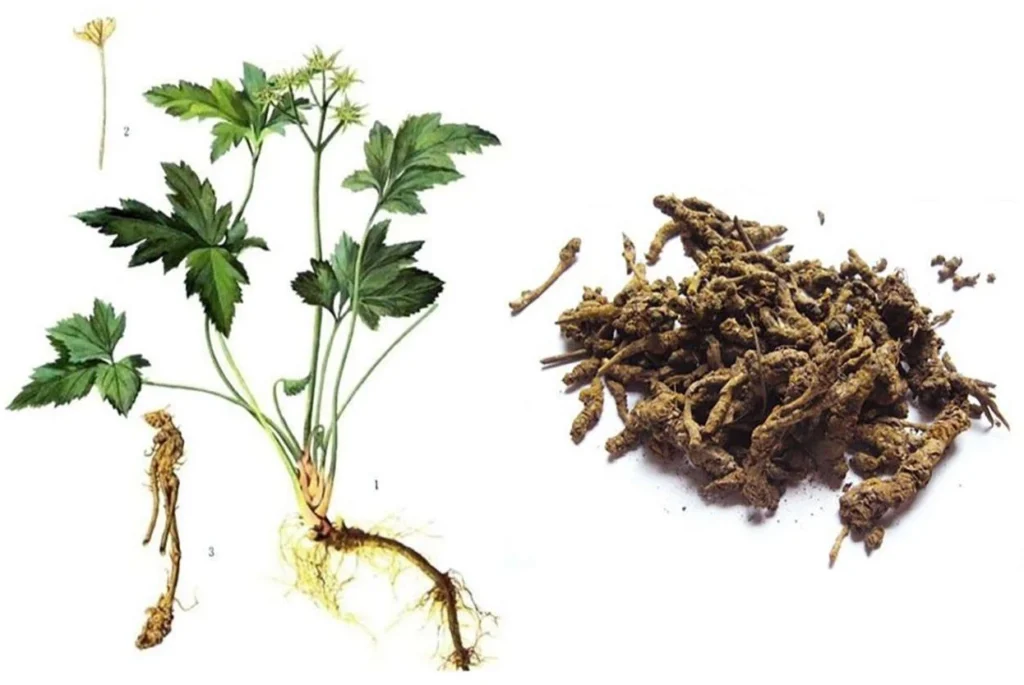 Trị cầu trùng bằng thảo dược