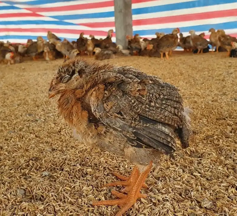 Trời lạnh cho gà uống thuốc gì