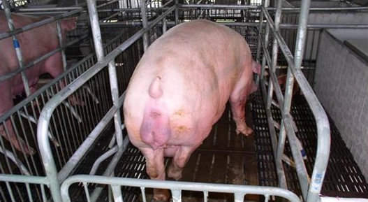 Bệnh lepto ở lợn