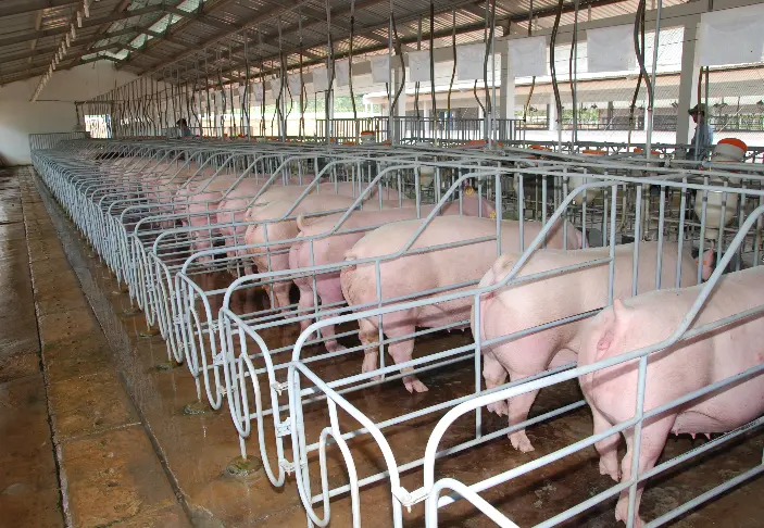 Cách chọn giống heo nái