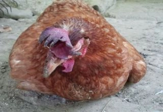 Cách chữa bệnh tụ huyết trùng ở gà