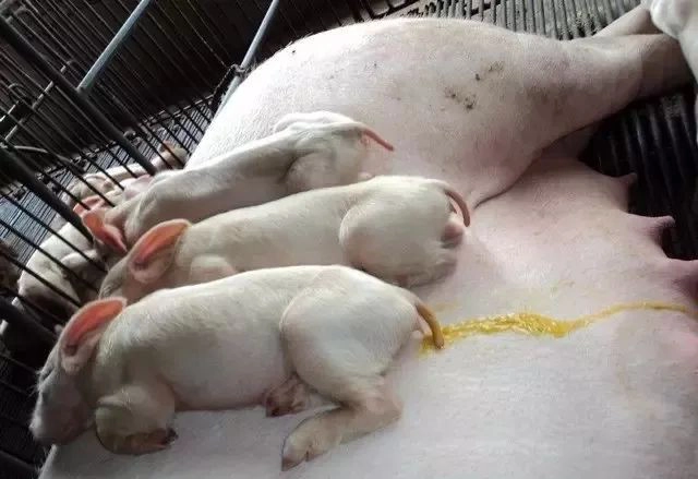 Cách điều trị cho heo con bị tiêu chảy