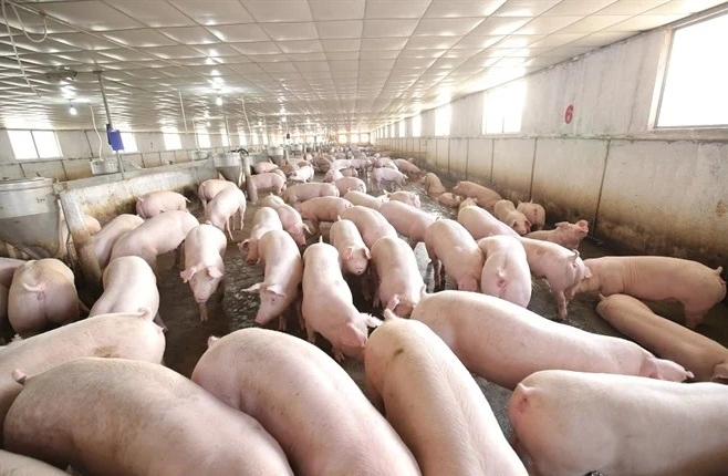 Cách nuôi heo 3 tháng xuất chuồng