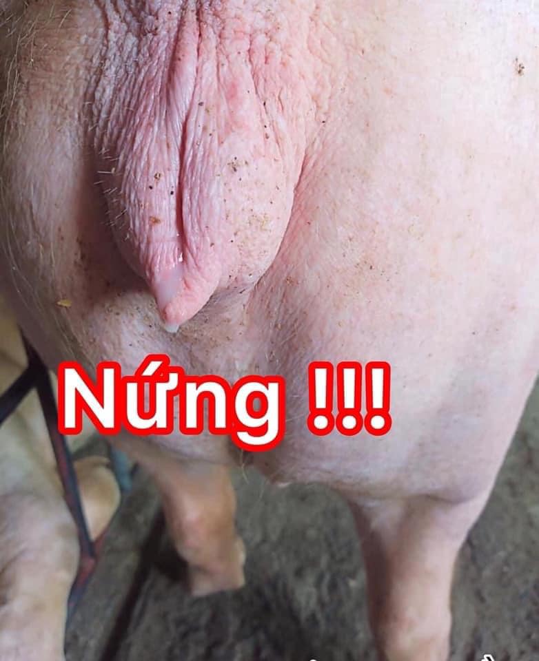 Kiểm tra dịch âm hộ heo nái