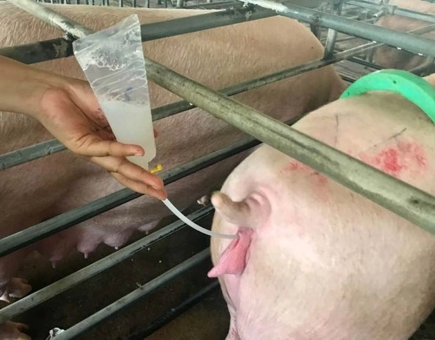 Cách phối heo nái
