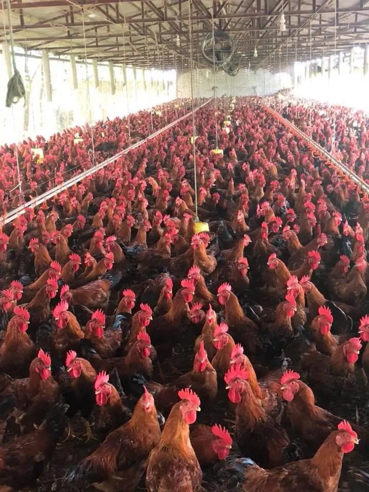 Cách vỗ béo cho gà thả vườn