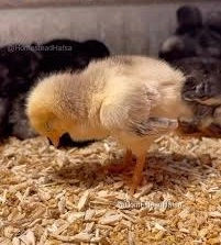 Gà bệnh ngủ đứng