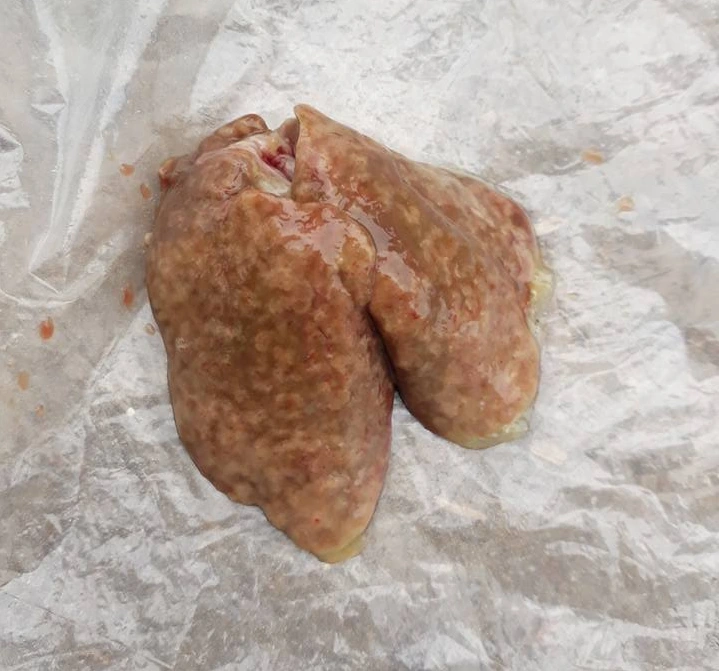 Gà bị đầu đen