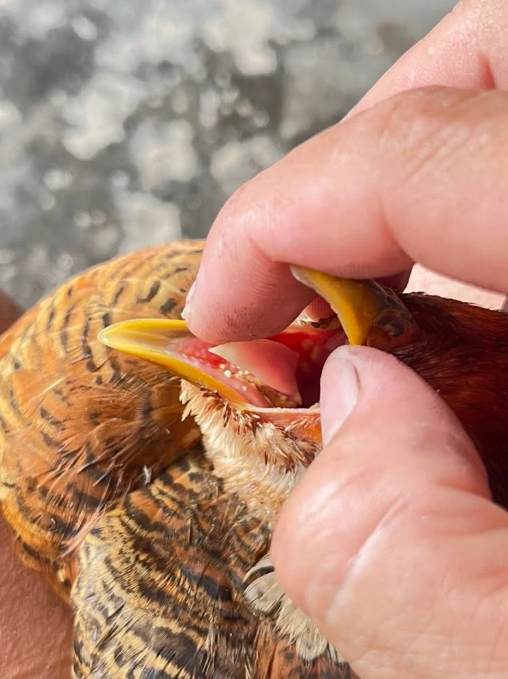 Gà bị nấm họng khò khè