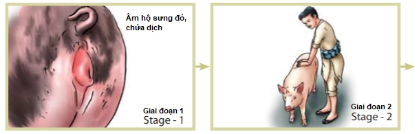 Giai đoạn động dục của heo nái