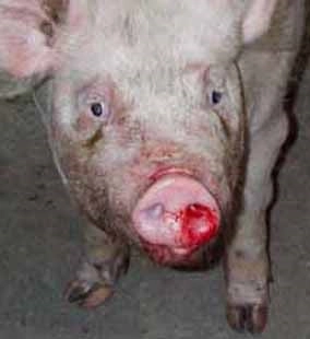 Heo bị ho cách điều trị