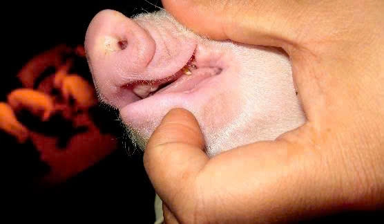 Heo con nanh dài cắn núm vú mẹ đau