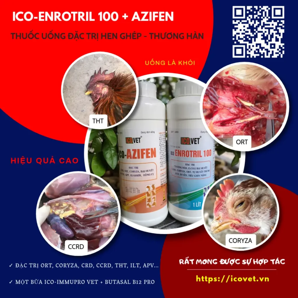 ICO-ENROTRIL 100 AZIFEN đặc trị hen ghép, ORT, CCRD, CORYZA, thương hàn