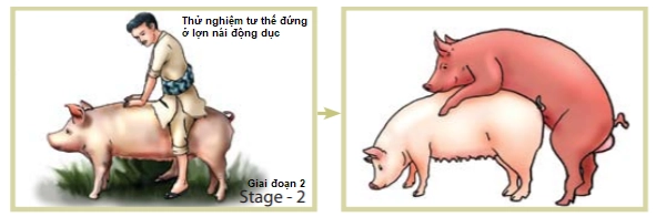 Ngồi lên lưng heo nái để kiểm tra độ mê ì của heo nái