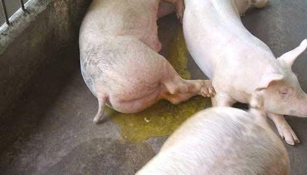 Phân lợn màu vàng do bệnh phó thương hàn