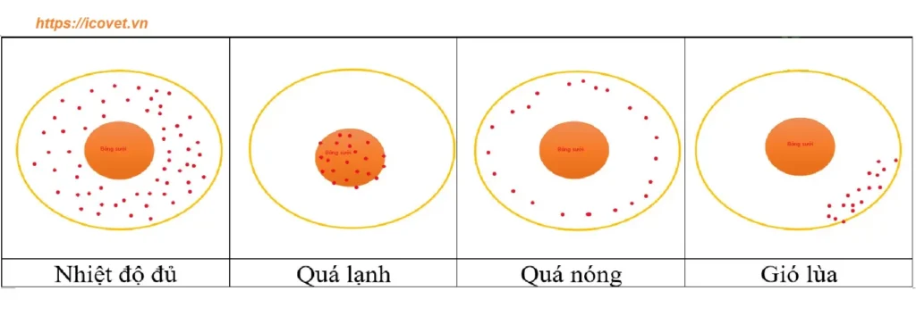 Quan sát nhiệt độ úm gà