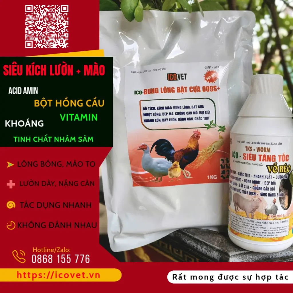 Siêu vỗ béo kích lườn kích mào
