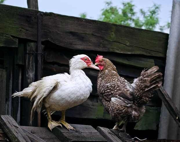 Thuốc bổ cho gia cầm